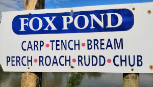 Fox pond at Viking Fishery