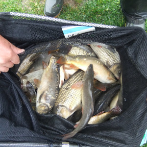 Anglers fishing at Viking Fishery